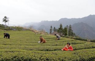 近40万亩茶园陆续开采，荒野茶成新宠