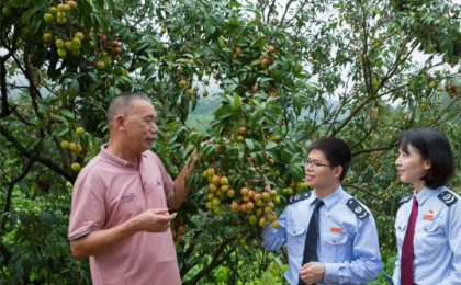 税惠助力电白荔枝“领鲜”上市