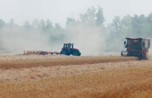 育种改良技术助小麦抗“癌”