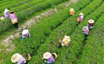 南方有嘉木 五邑茶飘香