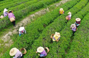 南方有嘉木 五邑茶飘香