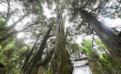 四川剑阁县“一树一策”保护数千株古柏