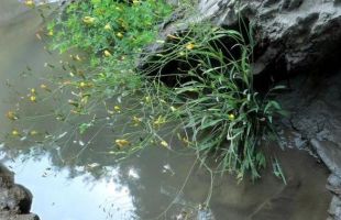 云南永德大雪山发现菊科植物新物种——怒江小苦荬