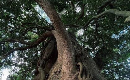 福建宁德古田：林业专家为800年古樟“把脉问诊”