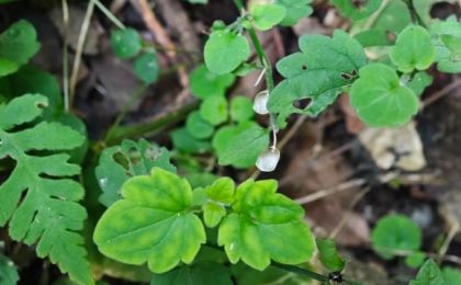 我国独有物种山西黄芩时隔67年重现