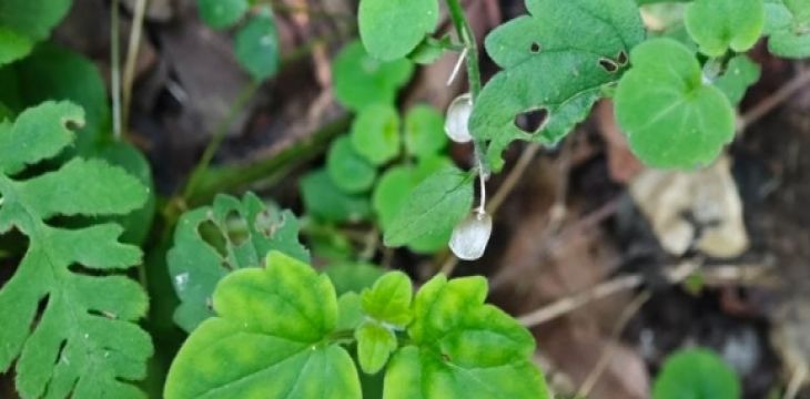 我国独有物种山西黄芩时隔67年重现