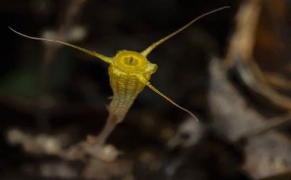 中国科研人员发现植物新物种“金樽水玉杯”