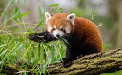 推动全球生物多样性务实合作