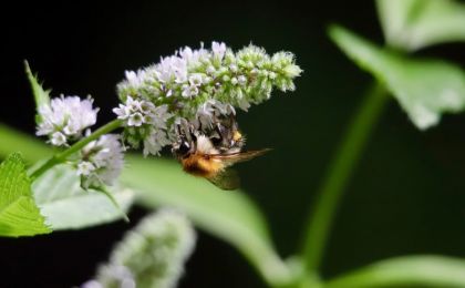 花粉季更难熬了？专家：或与全球变暖有关