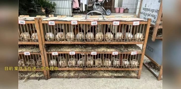 跨13个省市金额超200万元 6只画眉鸟牵扯出非法猎售产业链