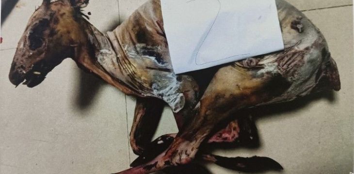 “狗杀的为何也算我头上？”男子驯养3只烈犬围猎保护动物获刑