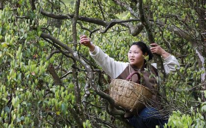 巫溪老鹰茶：生态“绿叶”变富民“金叶”