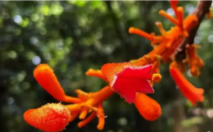 极危物种广西火桐种群数量稳定增长 