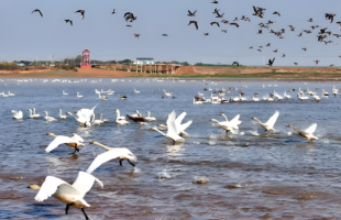 鄱阳湖跌破极枯水位 通江水体面积减九成  