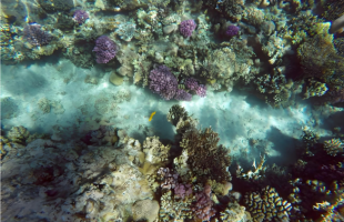 欧盟气候监测机构：基本确定2025年为有记录以来第二热年 