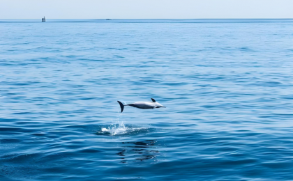 深耕蔚蓝壮大海洋新兴产业  