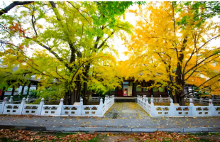 在寒风中飘落的树叶是麻烦还是资源？