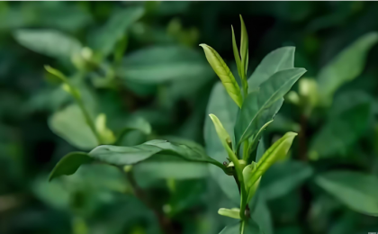 江苏连云港：茶园生态颜值“靓”  