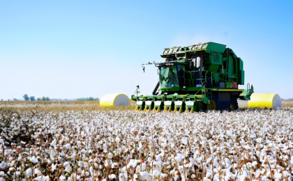 白花花盐碱地产出白茸茸棉    