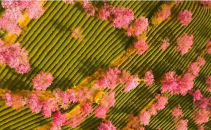 冬日限定浪漫！云南樱花谷花海盛放  