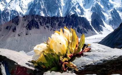 新疆和静：严惩非法采挖雪莲 敲响生态保护警钟  ？