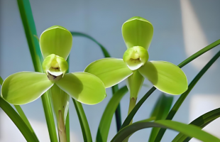 兰花产业带动更多群众增收    