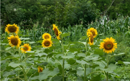 “脱贫的兜底必须是固若金汤的” 