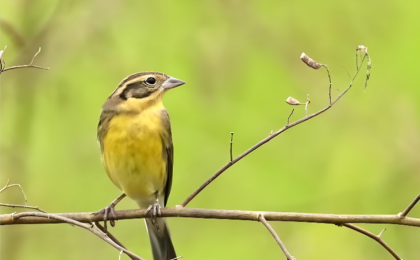 涉案金额3900余万元，一张快递单引出野生鸟类盗猎案  ？