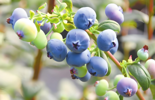 云南红河完善联农带农机制——  以共赢思路打通联动堵点