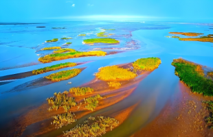 黄河入海口千亩滩地复绿记  