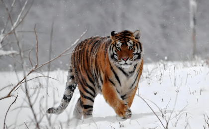 虎虎生威！雪天和东北虎超配的