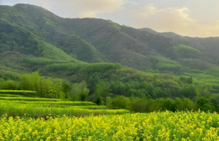 科学家揭示：土壤冻融循环如何影响春季物候 