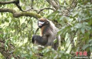 贵州：“生态赎买”护佑“世界独生子”  