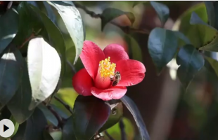 从崂山古观飞入百姓家,耐冬是什么花?  