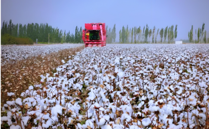 从新疆沙雅棉田看产业智能化    