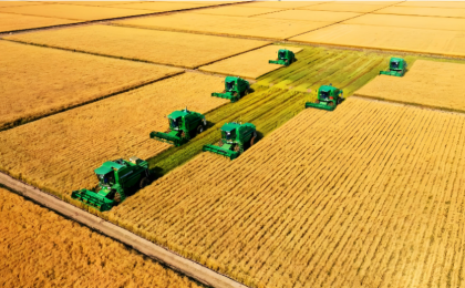 “中国粮”主要用上了“中国种” 