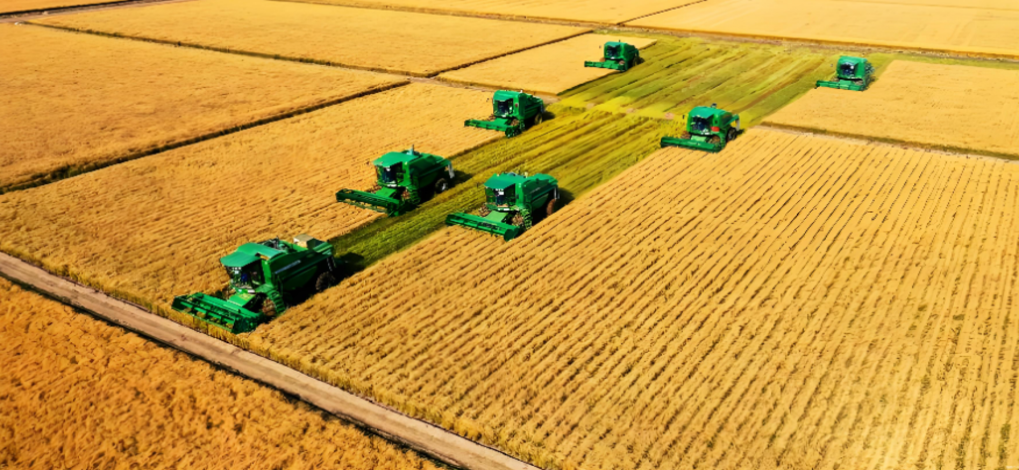 “中国粮”主要用上了“中国种”