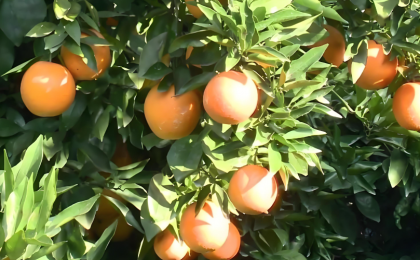 “咱村的柑橘出国了”  