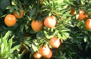 “咱村的柑橘出国了”  