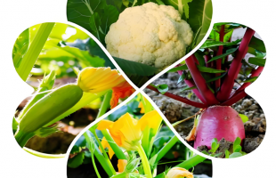 智能大棚种好菜   