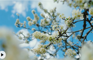 如云似雪，云南耿马梨花迎来盛花期  