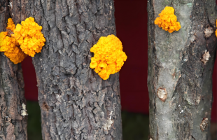 种金耳用上高科技