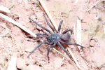 重庆发现命名两种蜘蛛新物种 
