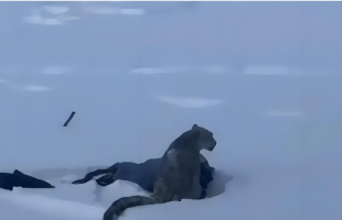 游客被野生动物咬伤，责任谁担？  