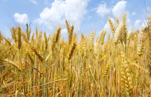 小麦变身记（三餐四季）    