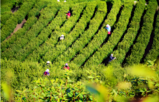 大别山茶香飘海外