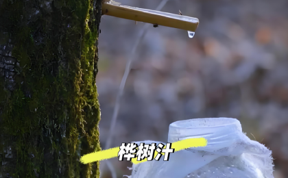 逐“绿”向“新” 老林区焕发新生机    