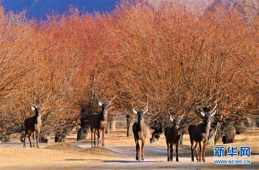 荒漠变绿洲7.jpg 荒漠变绿洲7.jpg