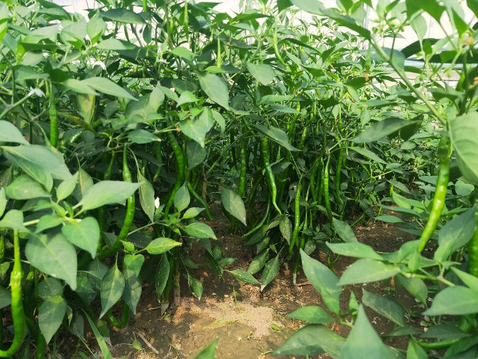 MAIN202008261547000384589407996.jpg MAIN202008261547000384589407996.jpg