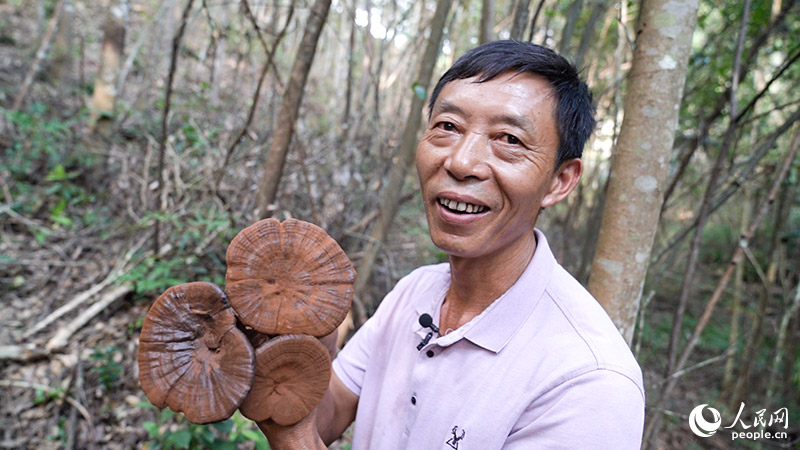 龙岩市武平县灵芝.png